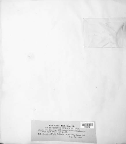 Botryobasidium rubiginosum image